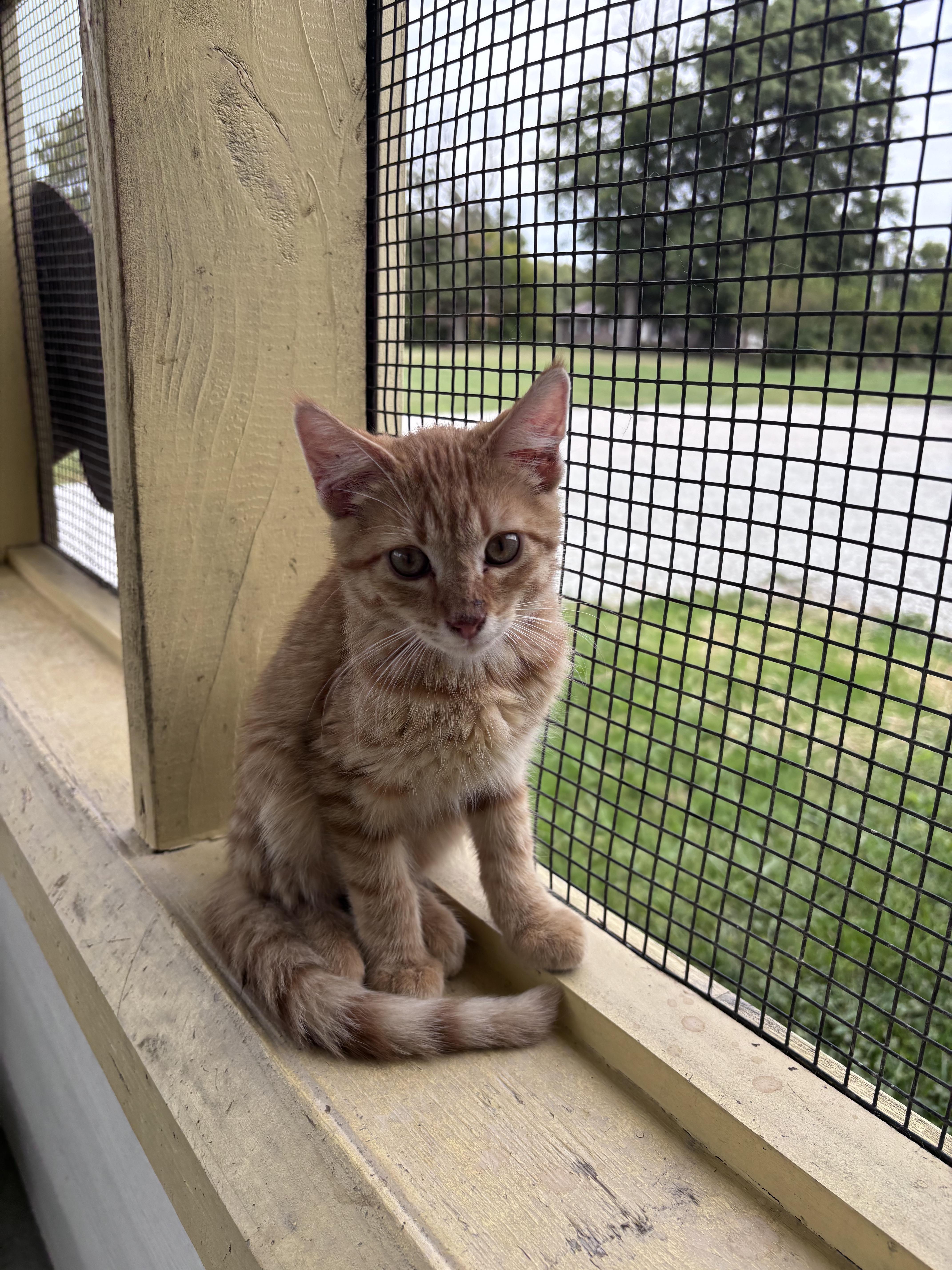 A young medium-sized male Domestic Short Hair cat named Ed for adoption in Franklin, IN