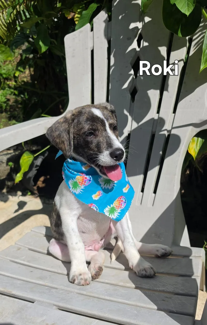 Roki
