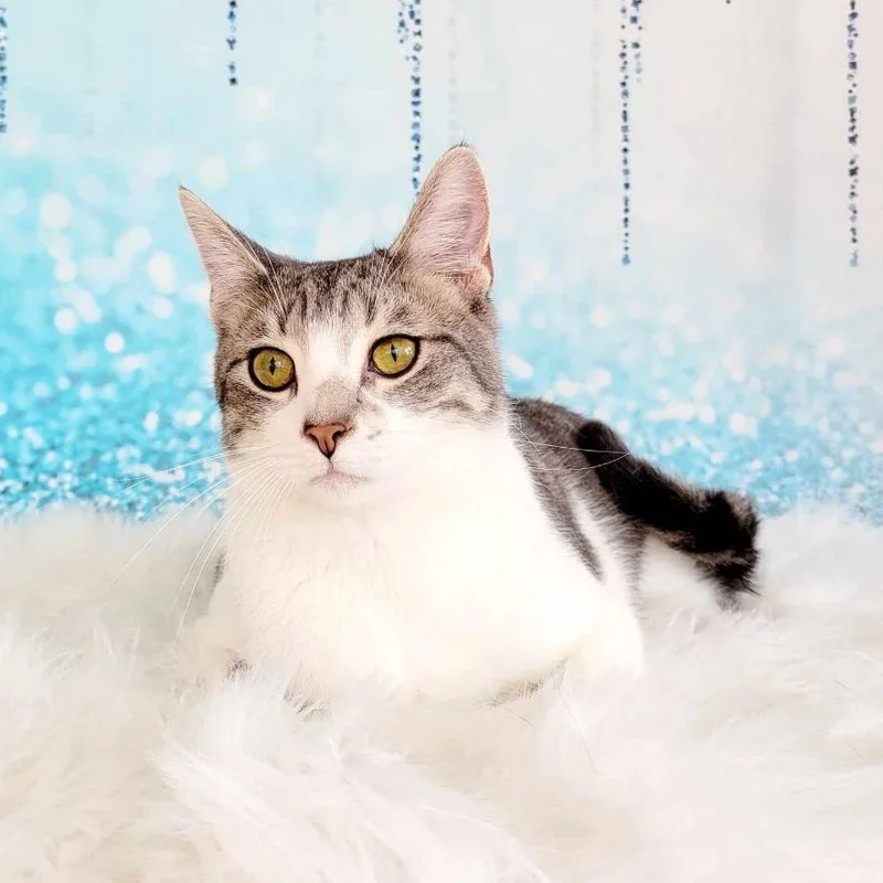 An adult medium-sized male Domestic Short Hair cat named Jake for adoption in Greensburg, PA
