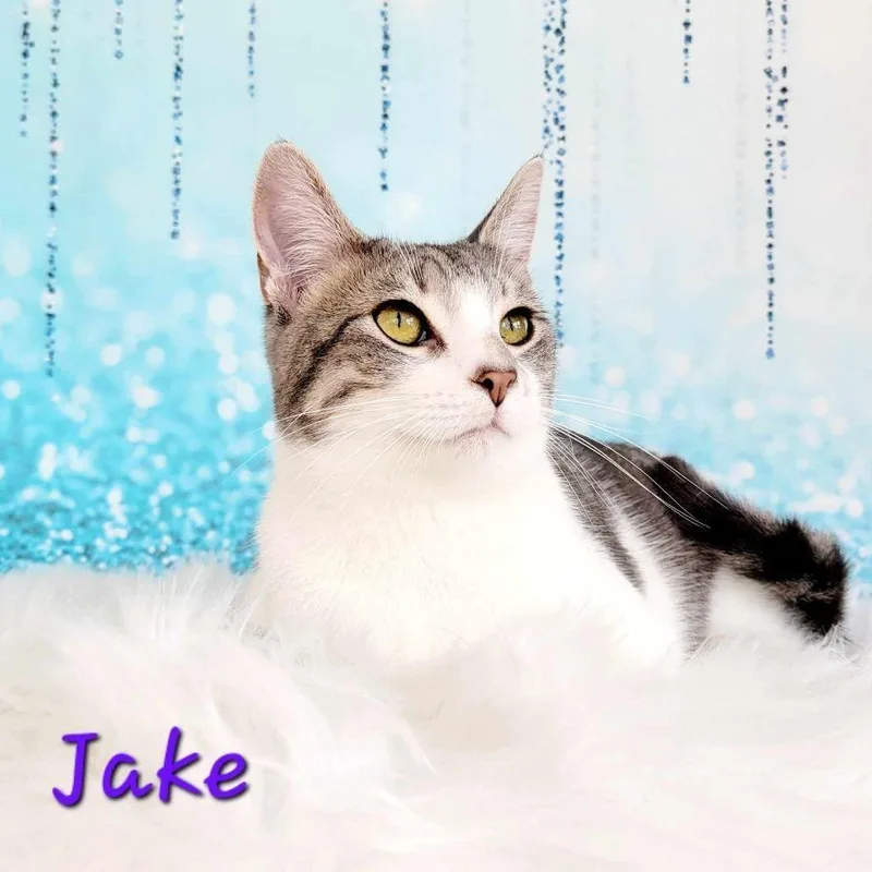 Jake thumbnail 5