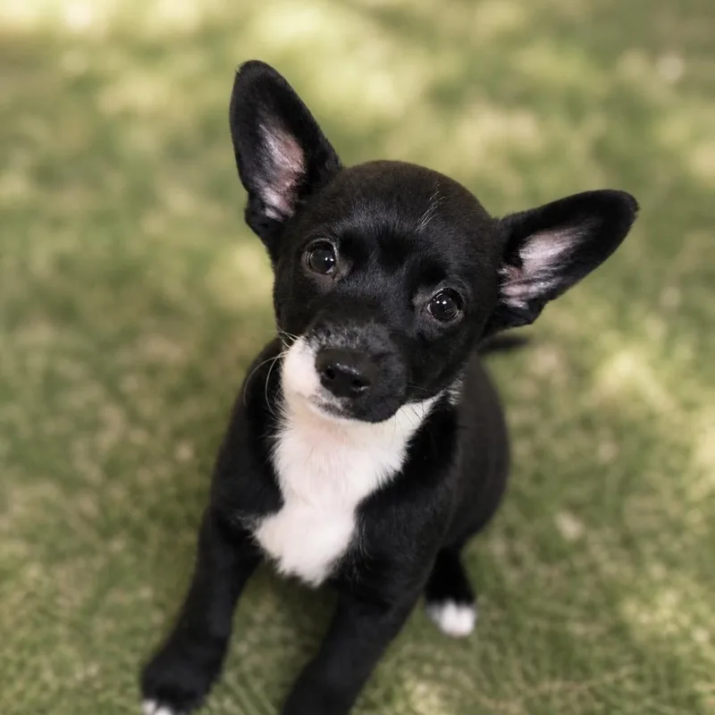 A baby medium-sized female Chihuahua dog named Trixie for adoption in Saint Petersburg, FL