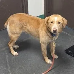 An adult medium-sized male Yellow / Tan / Blond / Fawn Labrador Retriever dog named Bartholomew for adoption in Springfield, MO