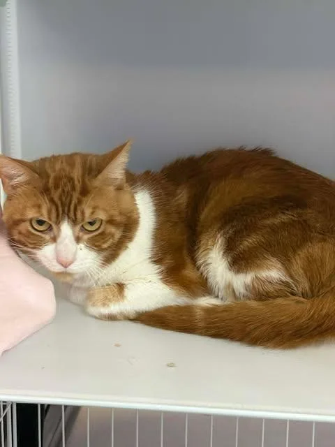 An adult small-sized male Domestic Short Hair cat named Ginger for adoption in Pahrump, NV