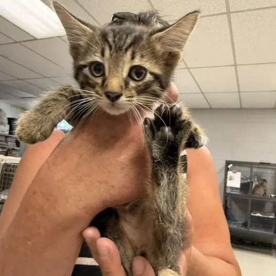 A baby small-sized male Brown / Chocolate Domestic Short Hair cat named MillowC for adoption in East Saint Louis, IL