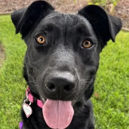 Dahlia