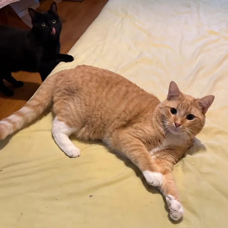An adult small-sized male Orange / Red Domestic Short Hair cat named Creamsicle for adoption in Long Island City, NY