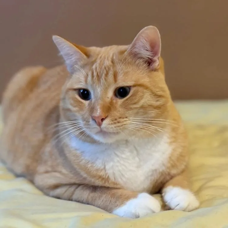 Creamsicle thumbnail 2