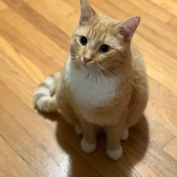 Creamsicle thumbnail 3