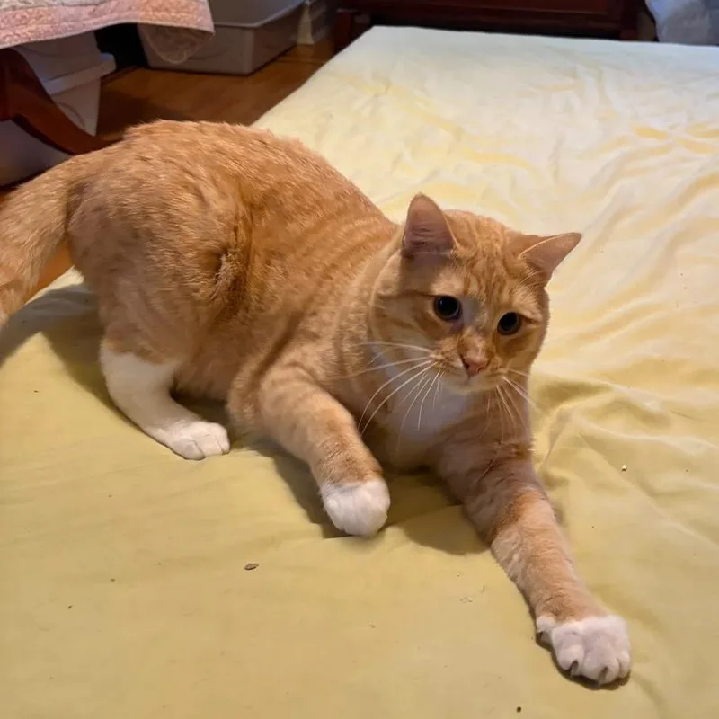 Creamsicle thumbnail 4