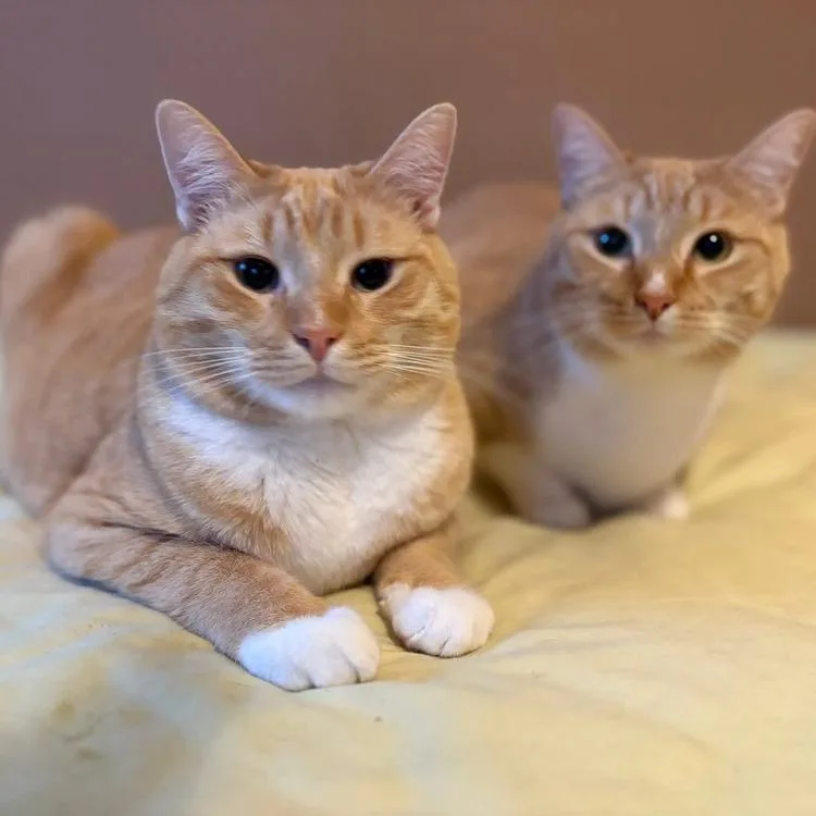 Creamsicle thumbnail 5