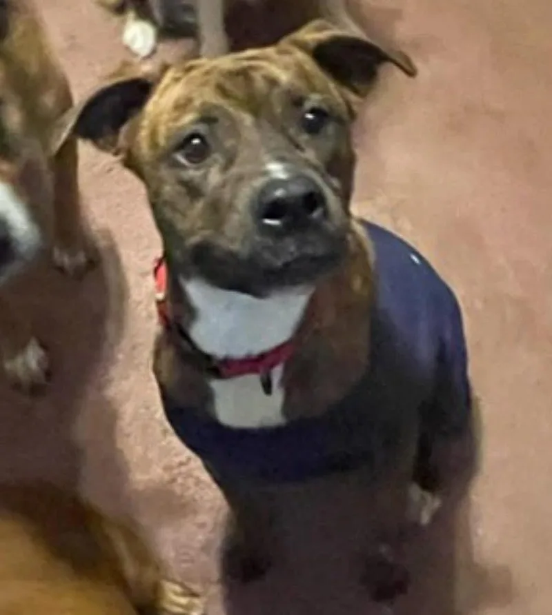 A young medium-sized female Brindle Pit Bull Terrier dog named Remi PC for adoption in Austin, TX