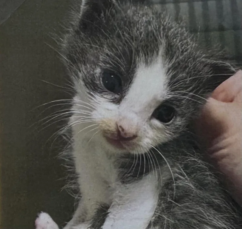 A baby small-sized male Gray / Blue / Silver Domestic Short Hair cat named Mango for adoption in Fort Madison, IA