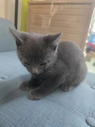 A baby small-sized female Domestic Short Hair cat named Sansa for adoption in Savannah, GA