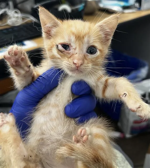 A baby medium-sized male Domestic Medium Hair cat named Charles for adoption in Dallas, TX