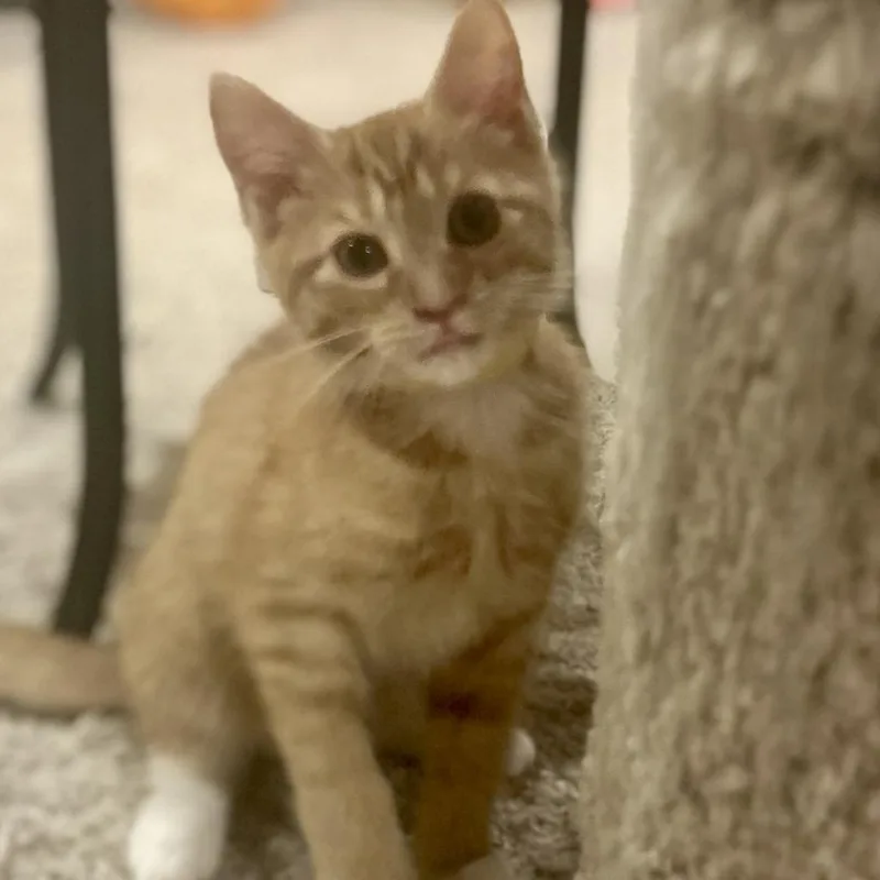 An adult small-sized female Orange / Red Domestic Short Hair cat named Mango for adoption in Philadelphia, PA