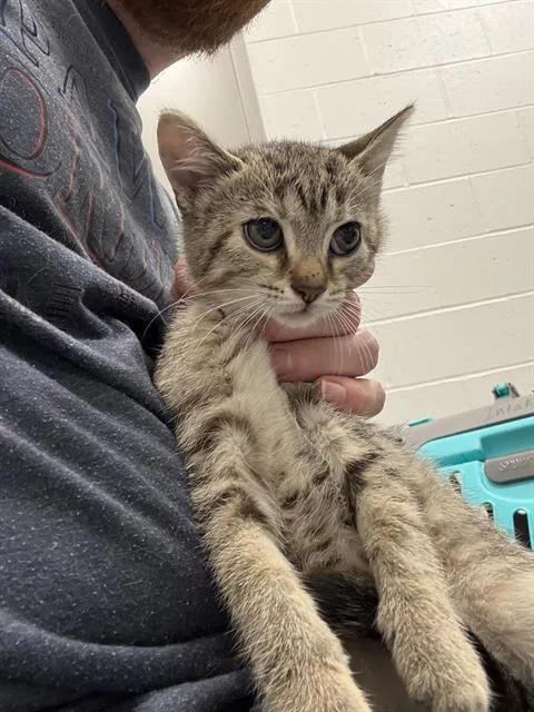 A baby small-sized female Domestic Short Hair cat named Junie for adoption in Indianapolis, IN