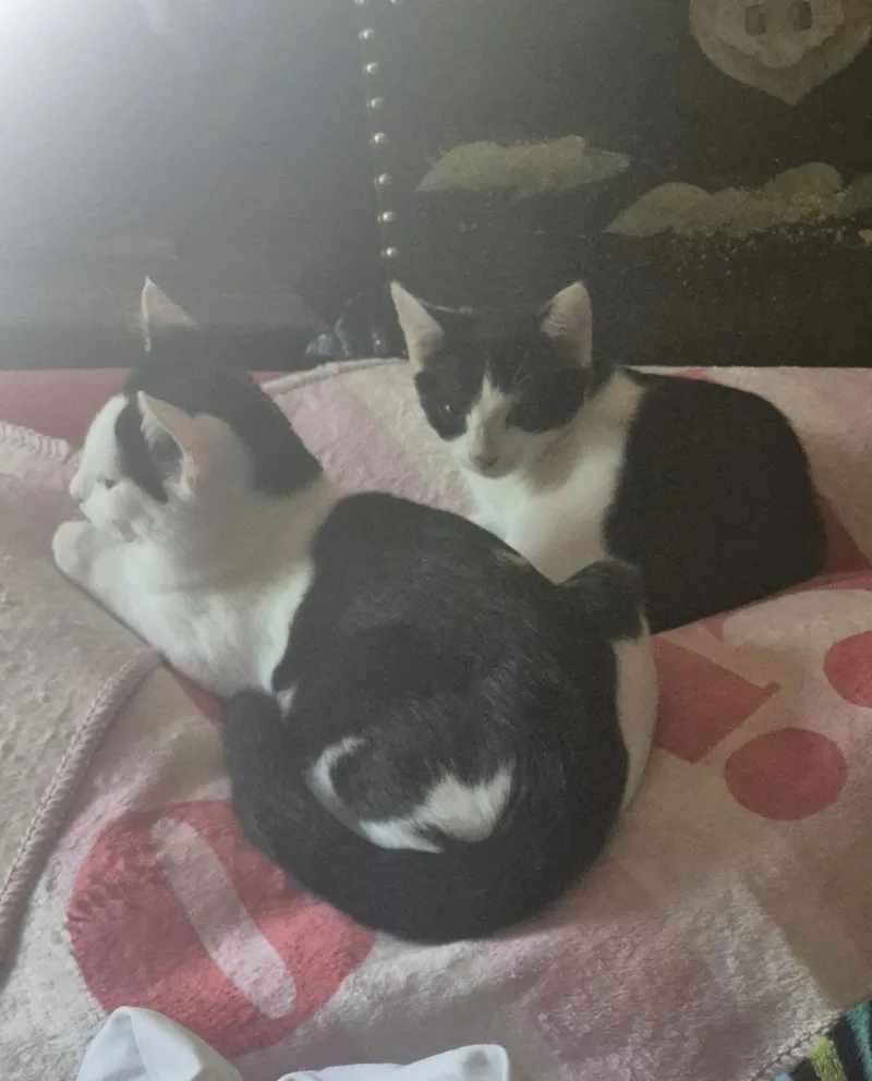A young small-sized female Black & White / Tuxedo American Shorthair cat named Lily for adoption in Athens, GA