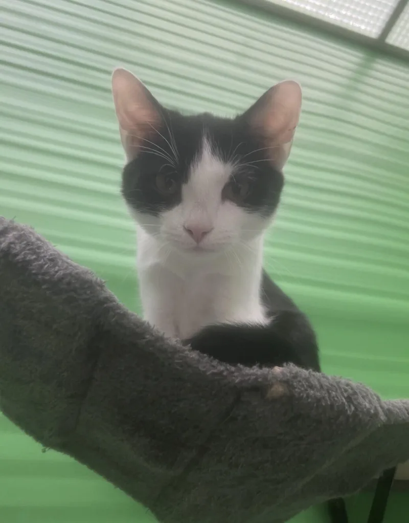 Lily thumbnail 2
