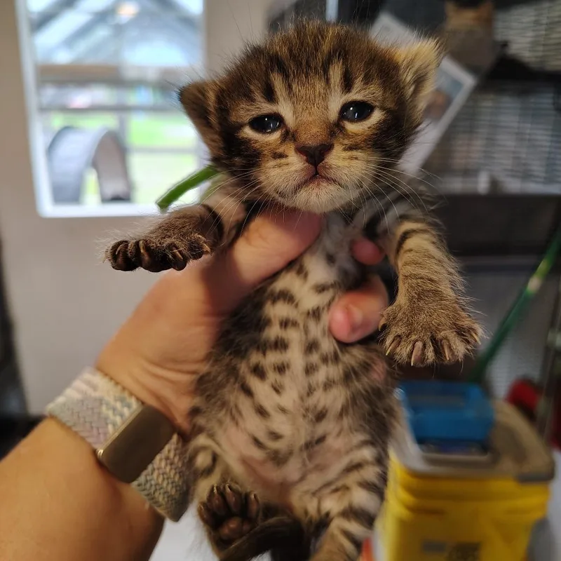 A baby small-sized female Brown / Chocolate Domestic Short Hair cat named Typhoon for adoption in Osawatomie, KS
