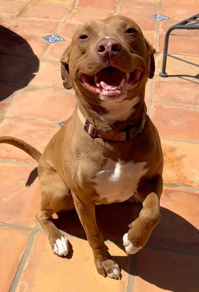 An adult medium-sized male American Staffordshire Terrier dog named Woody for adoption in Capistrano Beach, CA