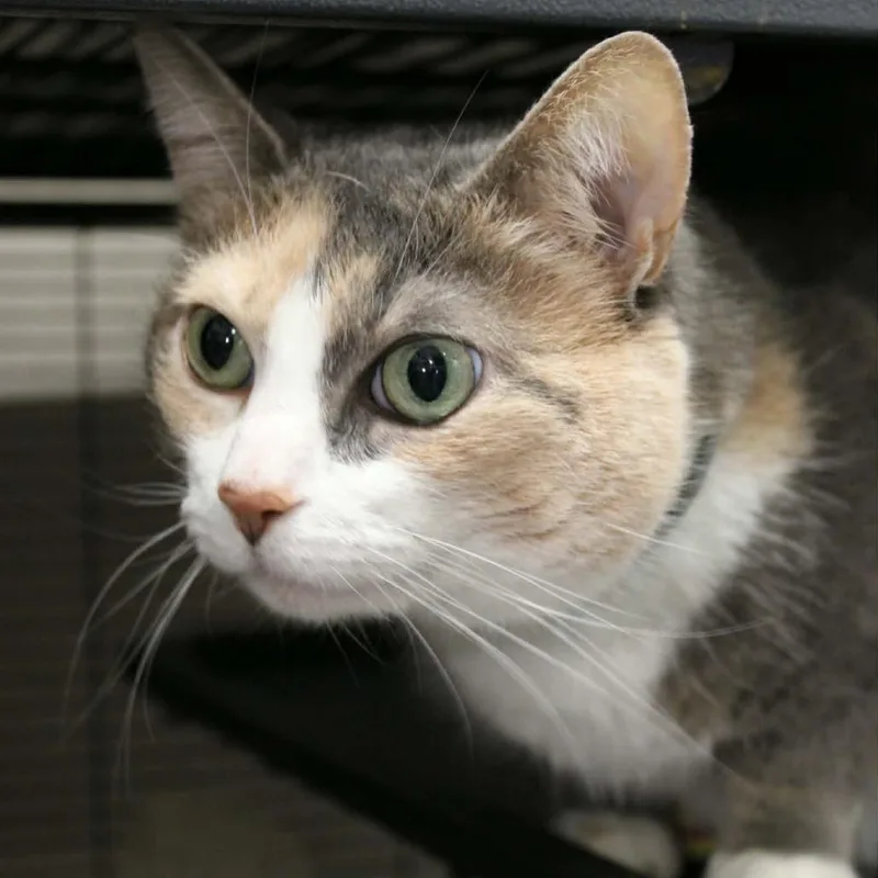 A senior small-sized female Calico Domestic Short Hair cat named Magnolia for adoption in Saugerties, NY