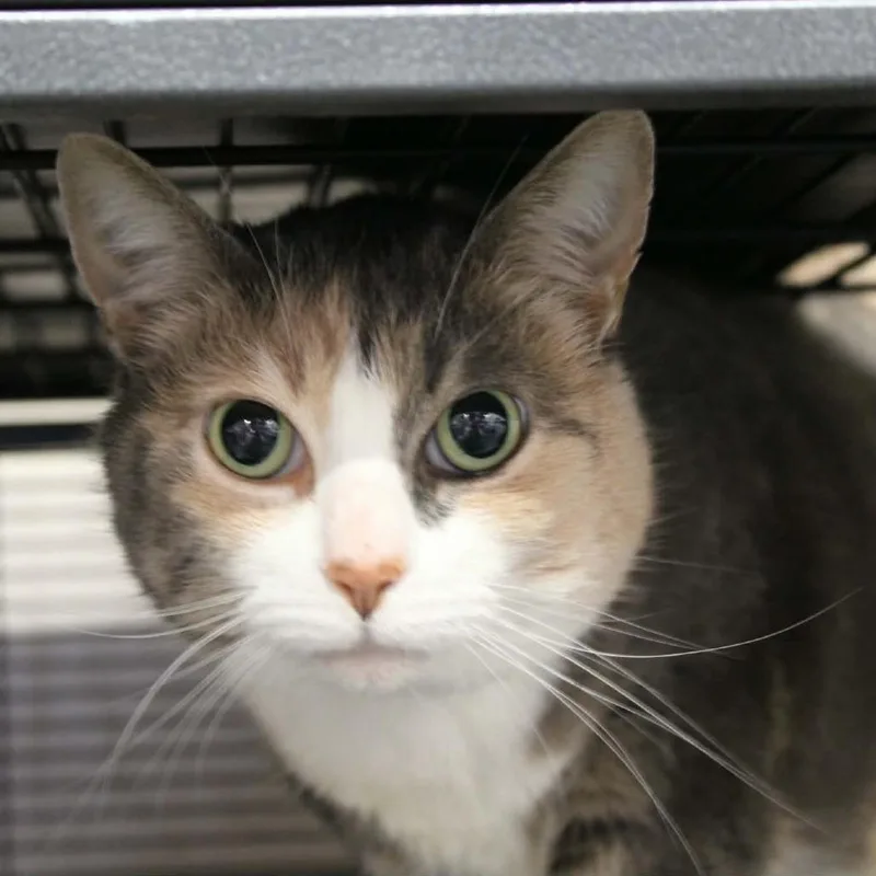 Magnolia thumbnail 2