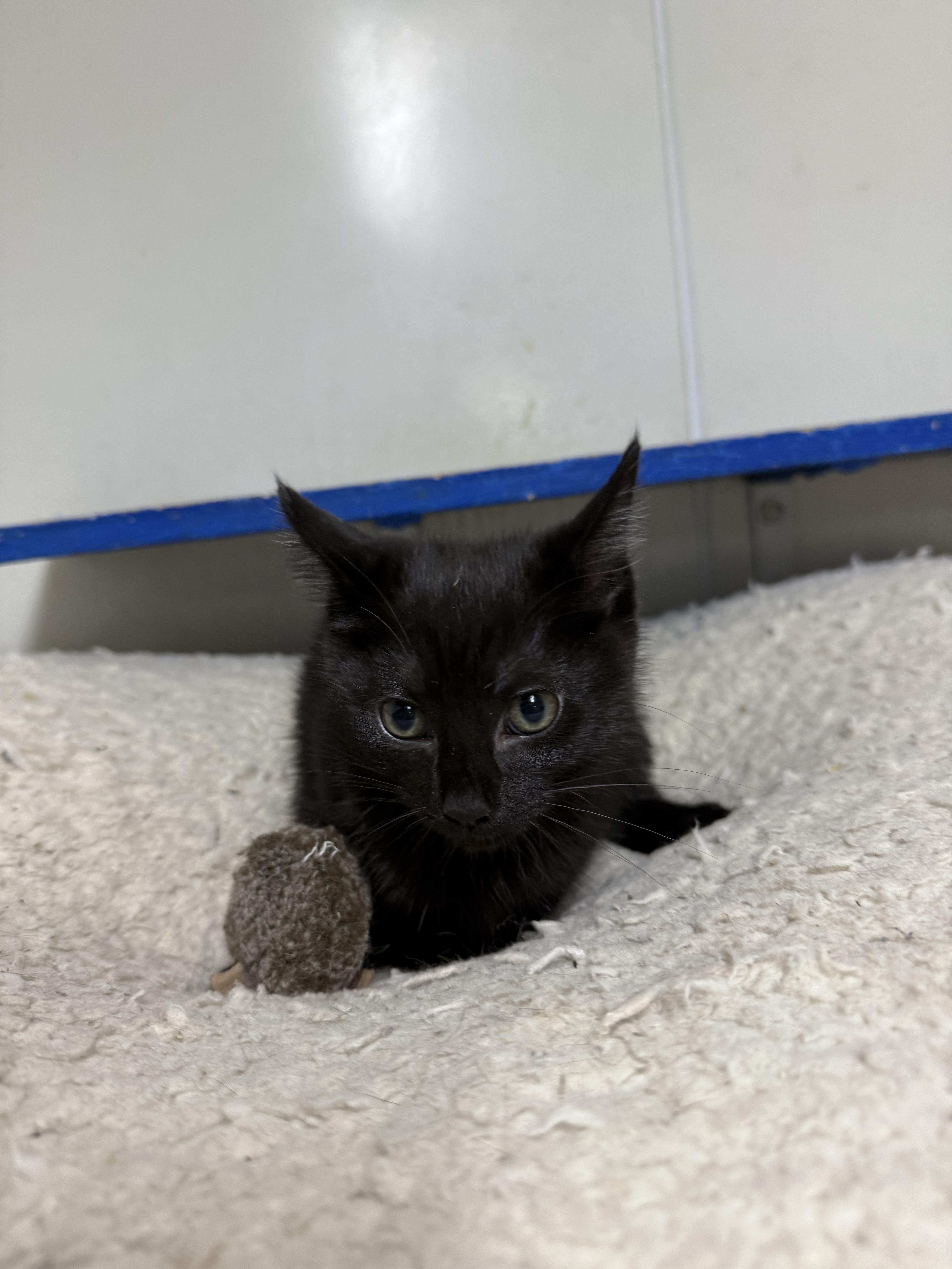 A baby small-sized female Black Domestic Short Hair cat named Chrissy for adoption in Hendersonville, TN