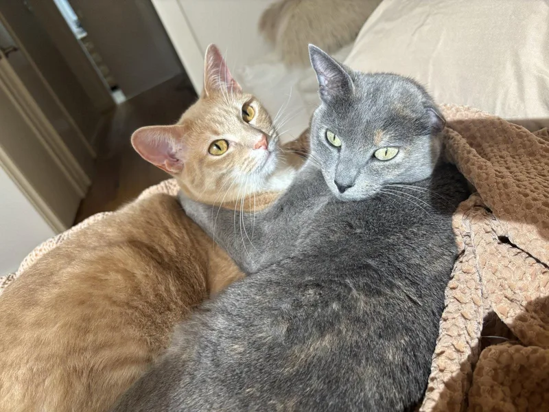 A baby medium-sized female Tabby cat named Frankie for adoption in MONTGOMERY, TX