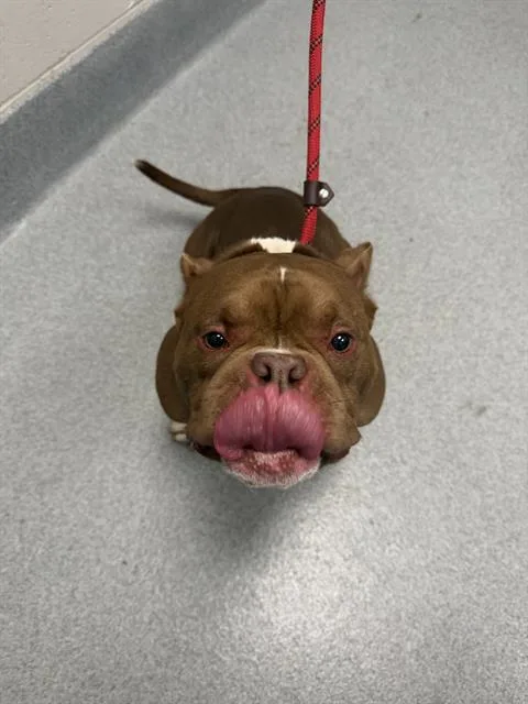 An adult medium-sized male American Bulldog dog named Rex for adoption in Indianapolis, IN