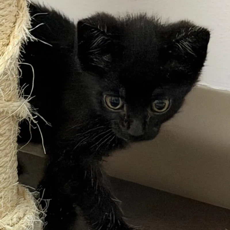 A baby small-sized male Black Domestic Short Hair cat named Snap for adoption in Middlebury, VT