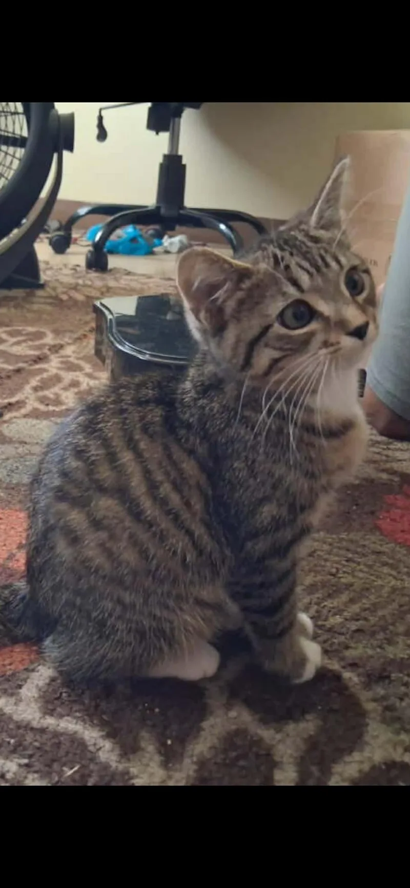 A baby small-sized female Tabby (Gray / Blue / Silver) Tiger cat named Luna tuna for adoption in Marlette, MI