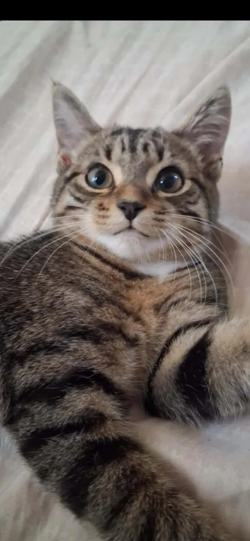 Luna tuna thumbnail 2