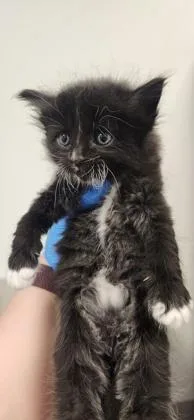 A baby small-sized female Domestic Short Hair cat named Sloth for adoption in Roseville, CA