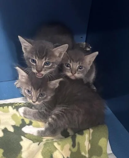 A baby small-sized male Domestic Short Hair cat named Benny for adoption in Port Allen, LA