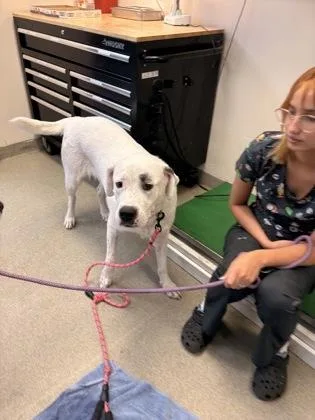 An adult extra large-sized female Great Pyrenees dog named Zoey for adoption in Palm Coast, FL