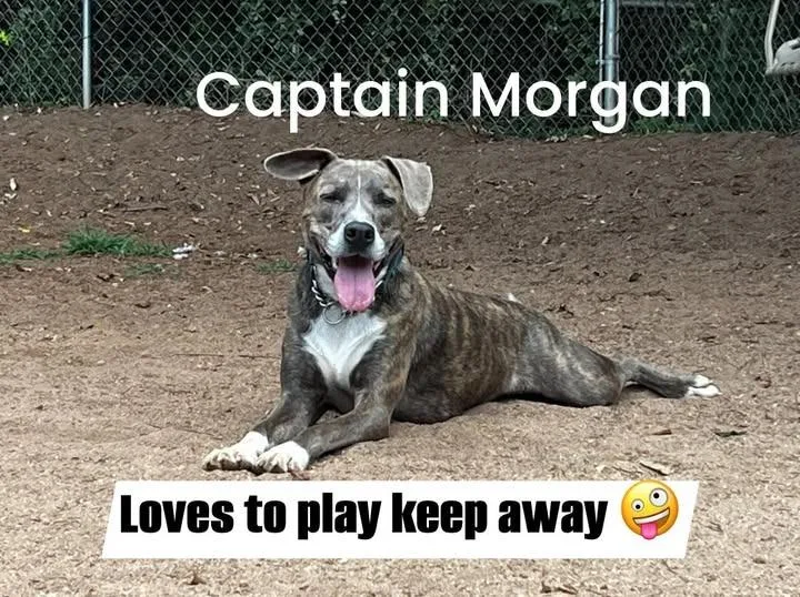 Captain Morgan thumbnail 2
