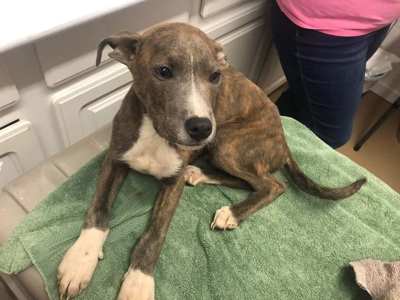 Captain Morgan thumbnail 3