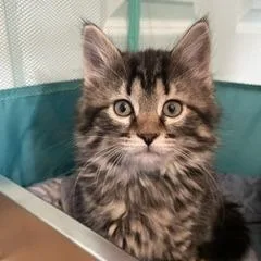 A baby small-sized female Brown / Chocolate Domestic Long Hair cat named Basmati for adoption in Granville, OH