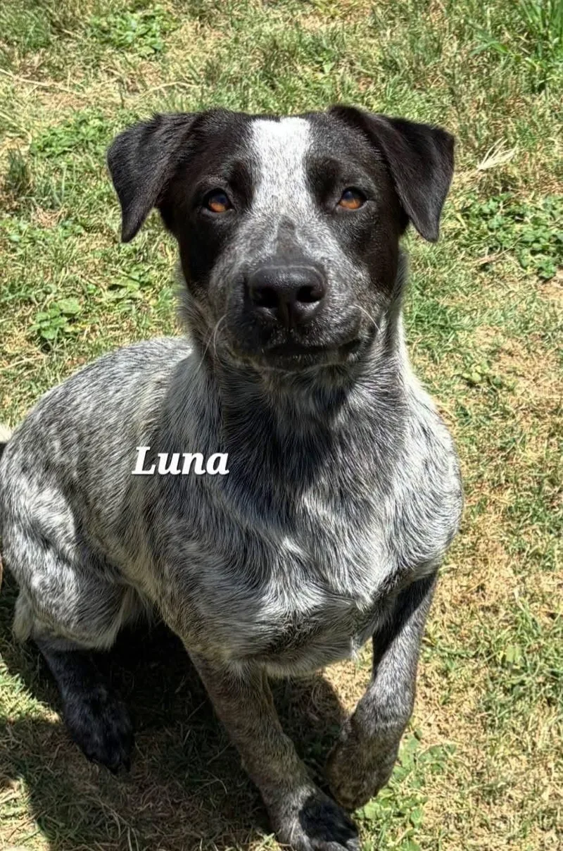 An adult medium-sized female Merle (Blue) Australian Cattle Dog / Blue Heeler dog named Luna for adoption in Mingus, TX