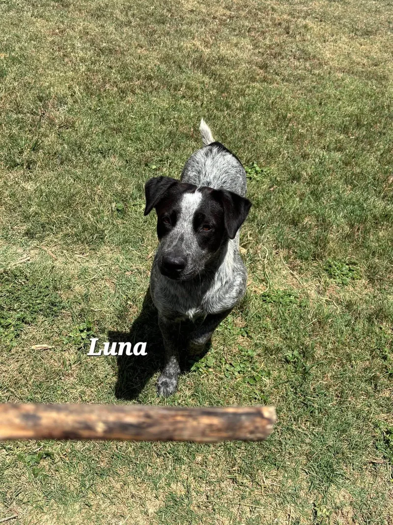 Luna thumbnail 2