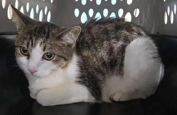 An adult medium-sized female Domestic Short Hair cat named Autumn for adoption in Dallas, GA