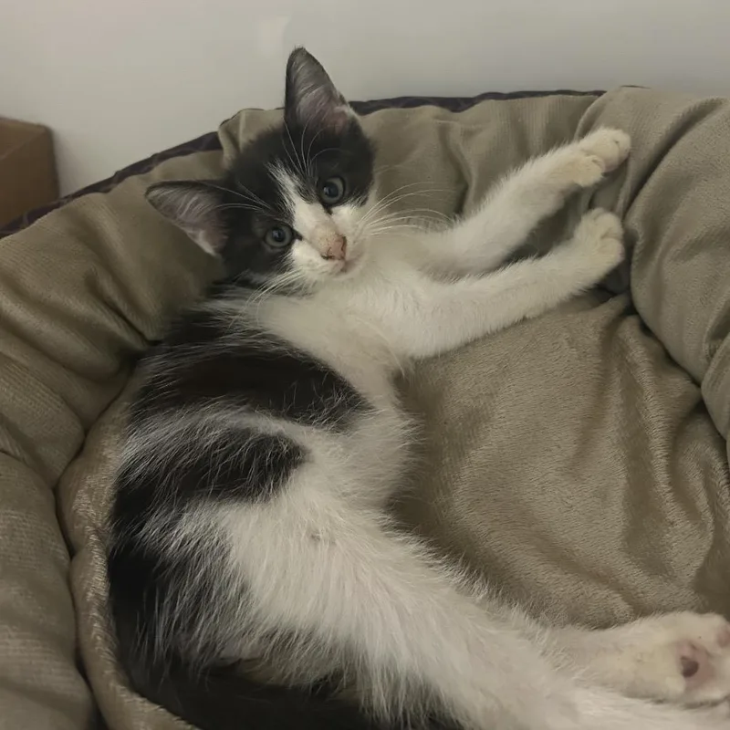 A baby small-sized male White Domestic Medium Hair cat named Dunkin for adoption in Charleston, WV