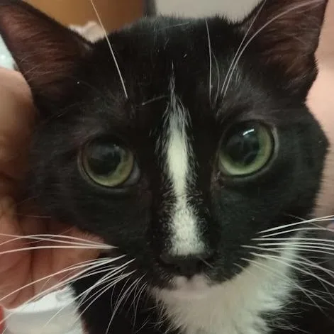 A young medium-sized female Black Domestic Short Hair cat named Lucy for adoption in Grand Rapids, MN
