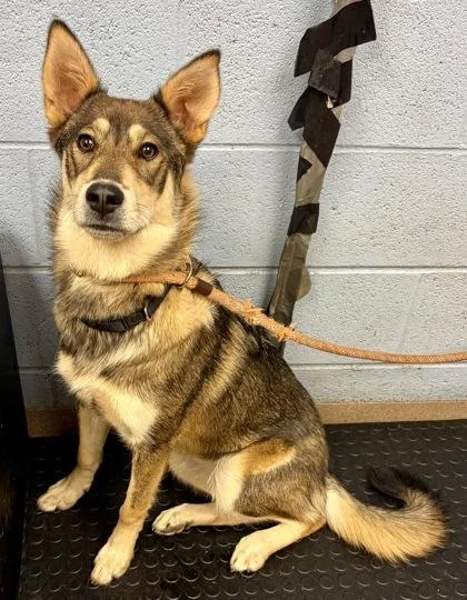 A young medium-sized female Mixed Breed dog named Vaughn for adoption in Chamblee, GA