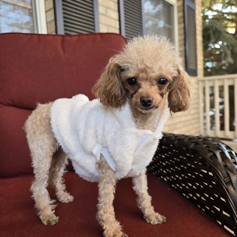 A young small-sized female White / Cream Toy Poodle dog named Delilah for adoption in Thornton, CO