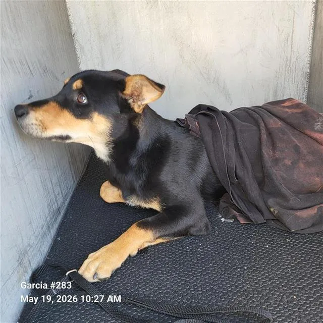 A young small-sized male Hound dog named Aragon for adoption in San Antonio, TX