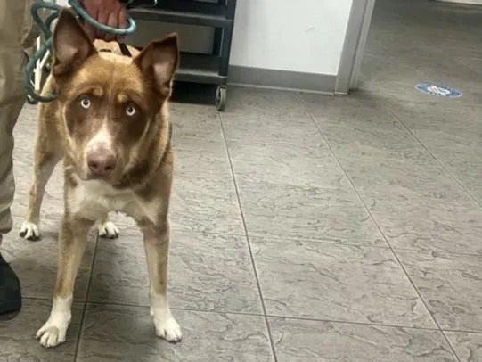 A young medium-sized male Siberian Husky dog named Onyx for adoption in Los Angeles, CA