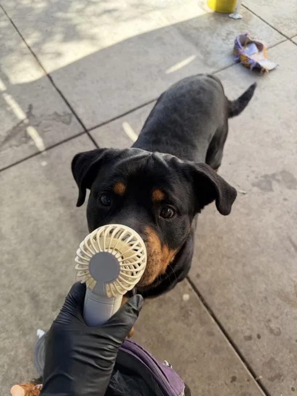 An adult large-sized female Rottweiler dog named Remy for adoption in San Diego, CA