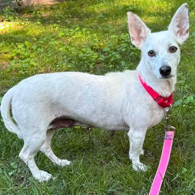 A young small-sized female White / Cream Dachshund dog named Strawberry for adoption in Kentwood, MI