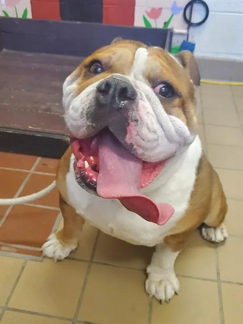 An adult large-sized male English Bulldog dog named Bacon for adoption in Castaic, CA